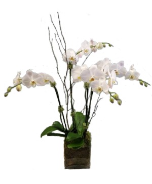 2 Double White Orchids in Designer's Choice Container