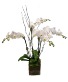 2 Double White Orchids in Designer's Choice Container