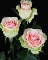 2 DOZ PINK FRUTTETO ROSES Rose Vase