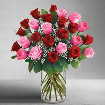 2 Dozen Red & Pink Long Stem Premium Roses in Granger, IN | Yellow Rose Florist And Flower Basket 2 Dozen Red & Pink Long Stem Premium Roses in Granger, IN | Yellow Rose Florist And Flower Basket