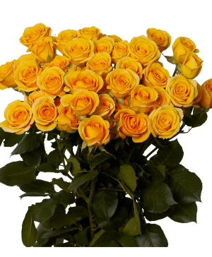 2 dozen Yellow Roses  