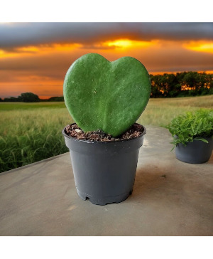 2" Hoya Heart Plant