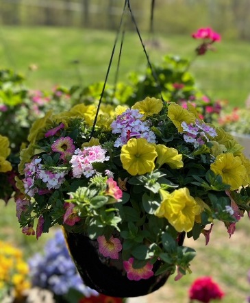 (2) Matching Hanging Baskets Potted Plants in Pottstown, PA | Laurel & Lace Floral Design (2) Matching Hanging Baskets Potted Plants in Pottstown, PA | Laurel & Lace Floral Design