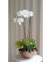 2 Orchids Arrangement 