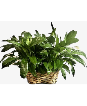(2) Peace Lilies in a Peanut Basket House Plant