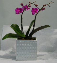 Category Image
