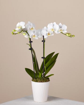 2 Stem Orchid 