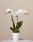 Double Stem Orchid Plant