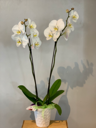 2 Stem phalaenopsis Orchid Plant
