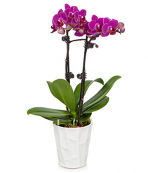 2 Stem Orchid Plant 