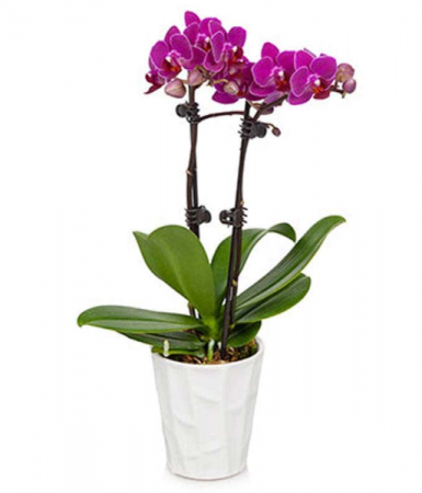 2 Stem Orchid Plant 