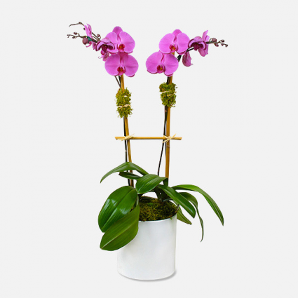 2-Stem Purple Phalaenopsis 