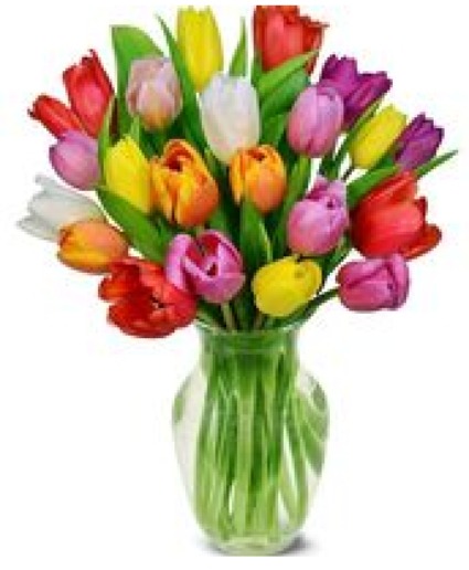 20 Rainbow Tulips tulips