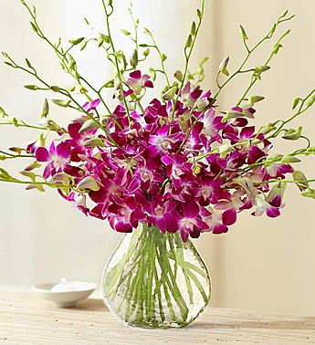 20 Stem Orchid - Clear Vase Arrangement
