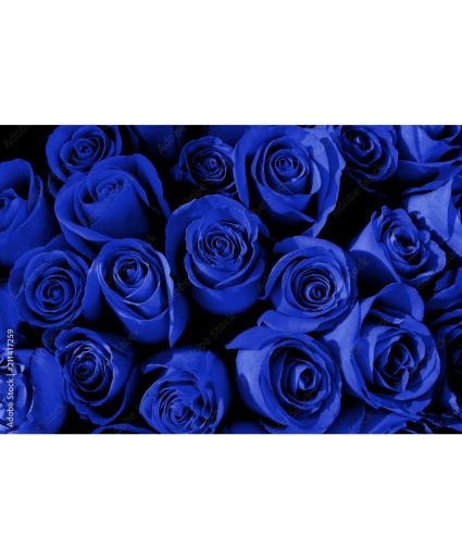 Pack of 25 navy blue roses 