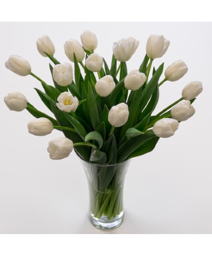 25 White Tulips in a Vase 