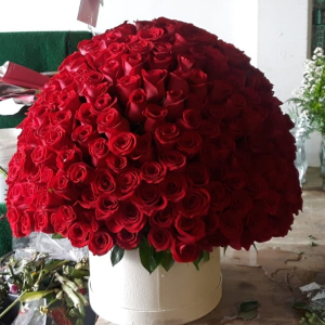 250 rose box 