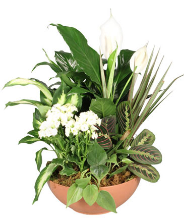 Blooming Dish Garden Green & Blooming Plants in Choctaw, OK | CHOCTAW FLORIST PLANTS & GIFTS