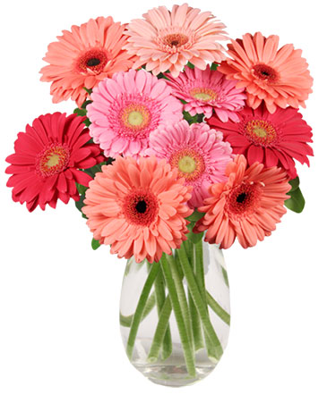 Dancing Daisies Arrangement in Canton, OH | EASTERDAY'S FLORAL & GIFT SHOP
