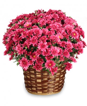 DAISY MUM BASKET Blooming Plant in Southern Pines, NC | Hollyfield Design Inc.