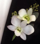 White Dendrobium Boutonnieres 