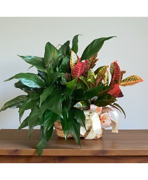 2plant Combo Basket Plant