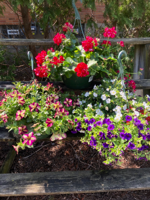 3 10" Hanging Baskets Plant in Kettering, OH | FLOWERAMA 3 10" Hanging Baskets Plant in Kettering, OH | FLOWERAMA