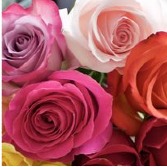 3, 6 or 12 Month Rose Subscriptions  