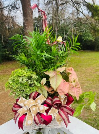 3 Assorted Plants in a Basket with Bow 