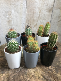 4" cactus in ceramic pots 4" cactus in ceramic pots 