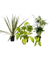 3" Houseplants 