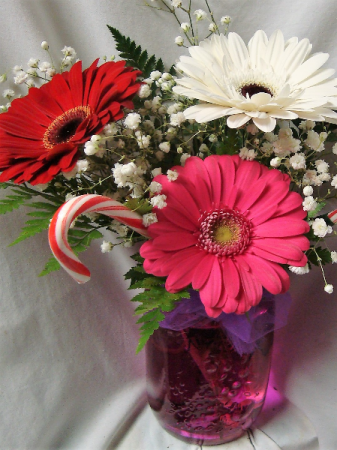 3 Large Gerbera Daisies arranged in a vase with Baby's Breath AND CANDY CANES!