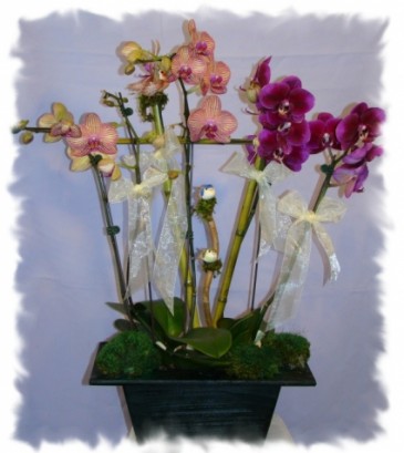 3 LITTLE BIRDS ORCHID PLANT