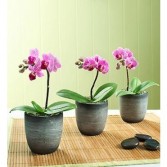  3 Mini Phalaenopsis Orchid Indoor Plant