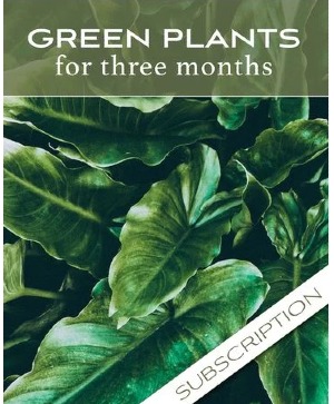 3 Month Plant of the Month Subscription 