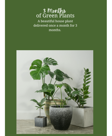 3 Month Plant Subscription 