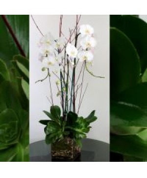 3 Orchids Potted Plant