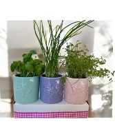 3 Potted Herbs in Colorful 4" Pots (LGOE)