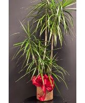 3 stalk palm potted plant 