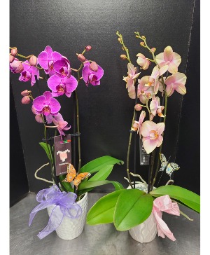 2 Stem Orchid Plant Plant