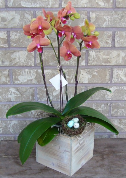 3 STEM PHALAENOPSIS ORCHID Indoor Blooming Plant