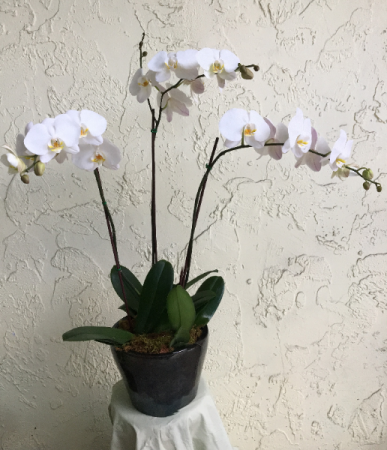 3 Stem White Orchid  Plant