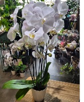 3 stemmed phalonopsis plant in nice pot 