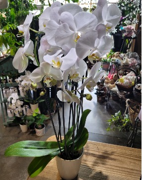 3 stemmed phalonopsis plant in nice pot 