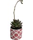 3" Succulent Plant 