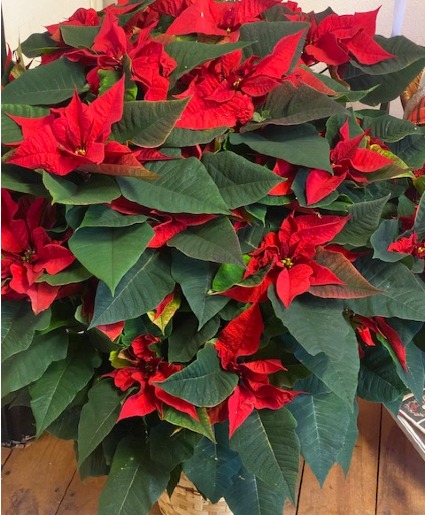 3' Tall Red Poinsettia Plant