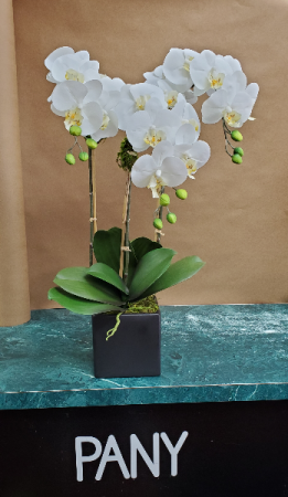 3 White Orchid Arrangements