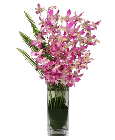 Category Image