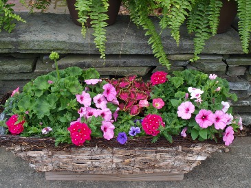 32" Grapevine Window Box in Milford, PA | Myer The Florist Inc. 32" Grapevine Window Box in Milford, PA | Myer The Florist Inc.
