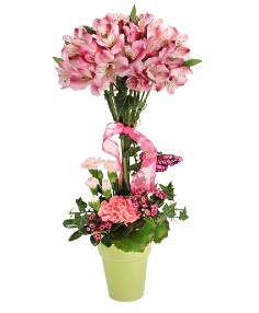 Category Image